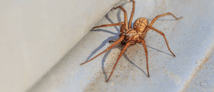 Best Reliable Spider Removal Services